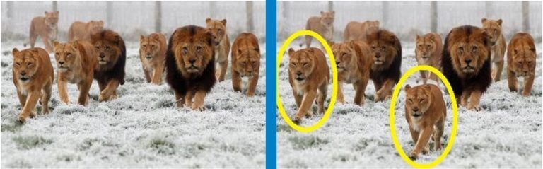 Two images of lion prides side by side. The right one has been tampered with by using copy-move method.