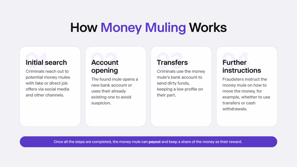 Infographic listing four steps of money muling. 